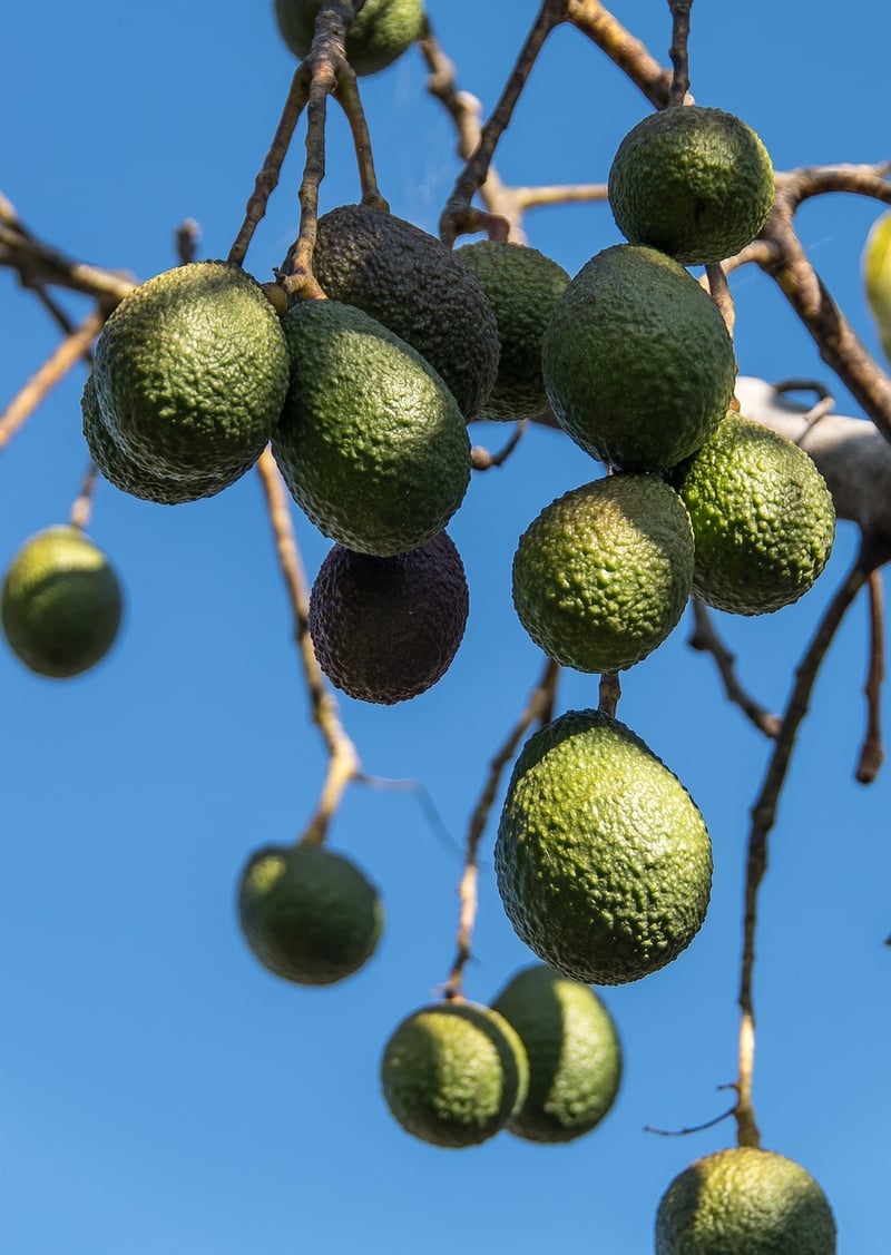 Fruit Trees in Pots