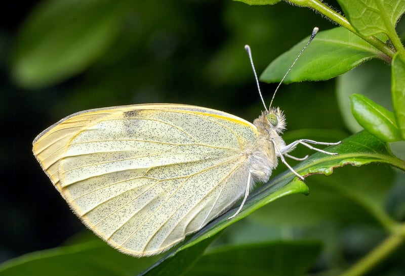 Butterfly Sanctuary