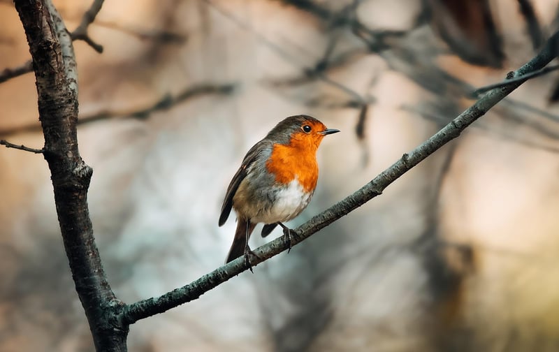Robin in a garden